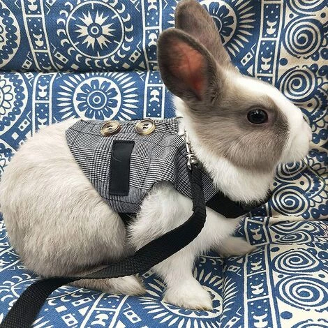 BETTERLIFE Harnais De Costume Ajustable De Lapin, Harnais Pour Petit Animal Et Jeu De Laisse , Pour Petits Animaux Lapin Hamsters Chats (Gris L) 4 BETTERLIFE Harnais De Costume Ajustable De Lapin, Harnais Pour Petit Animal Et Jeu De Laisse , Pour Petits Animaux Lapin Hamsters Chats (Gris L) – Image 2