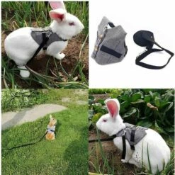HEGUYEY Harnais Rongeur Avec Bouton Réglable Leash Style Costume Formel Pour Chaton Lapin Petit Animal Marche -Equipement antichute Soldes 63690407 4